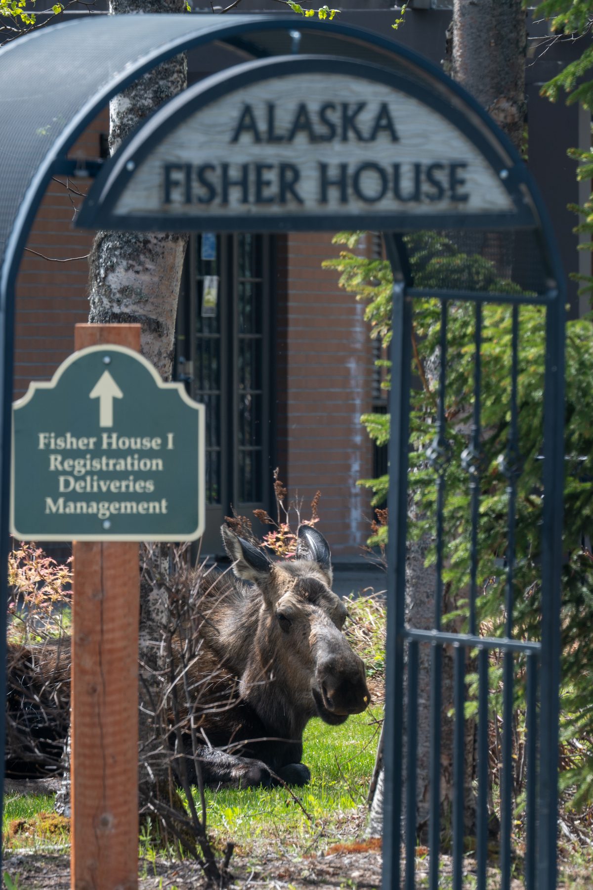 A moose resting beside the Alaska Fisher House entrance sign