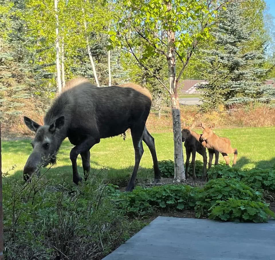A moose and her calf grazing on the lawn outside the Fisher House